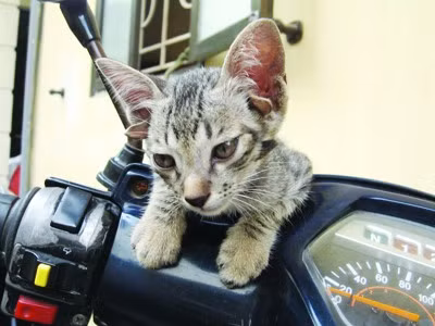  1. Mèo 6 tai: Loài mèo có hình dáng kỳ lạ ngỡ như chỉ có trong truyện tranh này hoàn toàn tồn tại. Chú mèo bị chủ bỏ đi vì cho rằng ngoại hình của nó có thể là điềm không may, sau đó nó đã được một bác sĩ ở Hà Nội nhận nuôi.