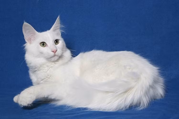  3. Mèo Angora Thổ Nhĩ Kỳ là một loài mèo sở hữu ngoại hình “sắc nước hương trời”, tựa một cô công chúa dịu dàng khoác lên người bộ cánh trắng muốt. Chú mèo xinh đẹp này chính là báu vật của đất nước Thổ Nhĩ Kỳ, được bao người cưng chiều hết mực.