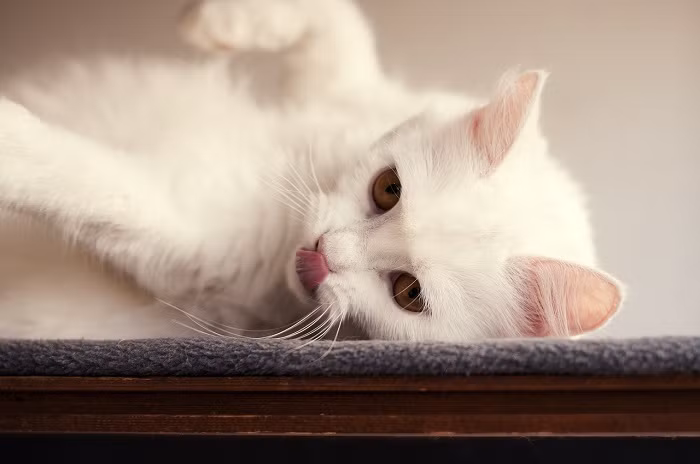 Mèo Angora là thú cưng được vua Pháp Louis rất cưng chiều, đồng thời một số người trong hoàng gia điển hình là Marie-Antoinette coi như là một người bạn trung thành.