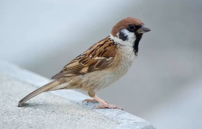 Vì vậy, loài chim không có tuyến mồ hôi, mà chỉ có tuyến nhờn ở phần xương cụt, giúp loài chim bôi trơn bộ lông của chúng. Đây là sự thật giật mình về loài chim mà rất ít người biết.