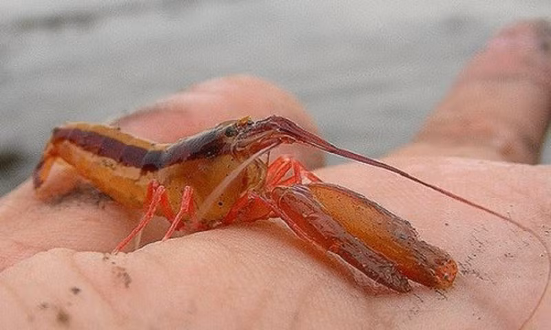 Với sức mạnh đó, sóng xung kích phát ra từ loài tôm này có thể giết chết những con tôm khác và cả con mồi ở bán kính 2 mét.