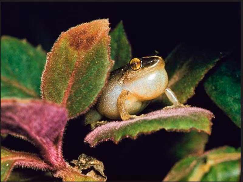  3. Nhái coqui là vua ầm ĩ lưỡng cư: Chỉ những con đực của loài nhái coqui phổ biến mới hát và tiếng hát của chúng từng ghi lại được lên đến 100 decibel (đo từ cách 1 mét), giúp chúng giành ngôi vua lưỡng cư ồn ào từng được biết đến.