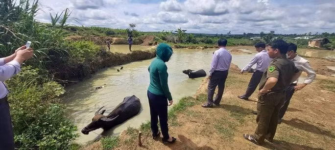  Phát hiện thi thể 2 chị em ruột trong ao nước gần nhà: Sáng 29/6, cháu C.T.H. (4 tuổi) cùng em gái là cháu C.T.N.A. (2 tuổi, cùng trú xã Ea Kiết, huyện Cư M’gar, tỉnh Đắk Lắk) ra ao nước gần nhà để chơi. Đến khoảng 9h, không thấy 2 cháu ở nhà nên gia đình vội đi tìm thì phát hiện thi thể 2 cháu trong ao nước. Ngay sau sự việc xảy ra, chính quyền địa phương đã đến gia đình nạn nhân để động viên thăm hỏi và hỗ trợ chi phí mai táng. 