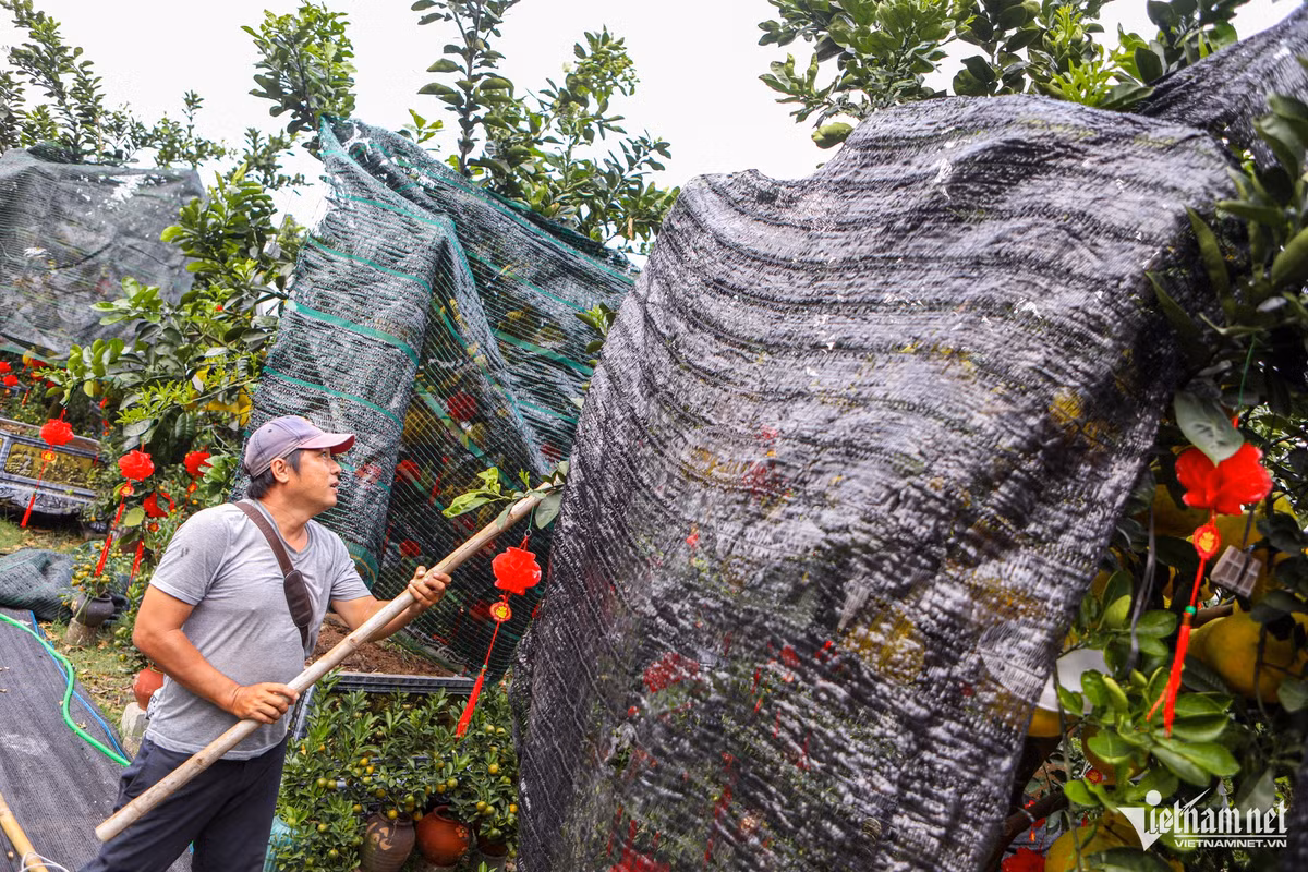 Để đảm bảo cho cây phát triển được trong điều kiện thời tiết nắng nóng ở miền Nam, các chủ vườn kiểng phải bỏ nhiều công sức chăm dưỡng, che mát để tránh làm nám trái.