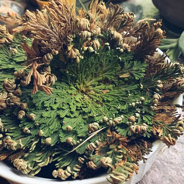 Nhưng khi độ ẩm tăng lên nó sẽ mở trở lại tiếp tục với vòng đời và phục hồi các chức năng quang hợp. Lá của nó cũng sẽ tươi xanh trở lại. Chính điều đặc biệt này mà cây được đặt tên là cây phục sinh.