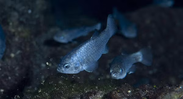 Chế độ ăn của Devils hole pupfish thay đổi quanh năm, thức ăn của chúng là các loài bọ cánh cứng, ốc sên, tảo và động vật giáp xác nước ngọt. Việc tiêu thụ các nguồn thực phẩm khác nhau thay đổi theo mùa, mặc dù các chất dạng hạt vô cơ có tần suất xuất hiện cao trong dạ dày của chúng.