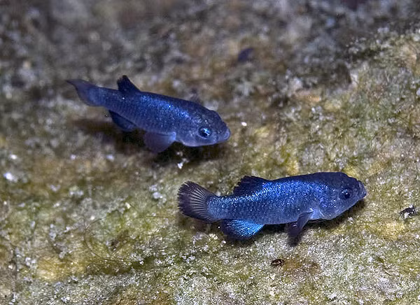  Loài cá quý hiếm này được các nhà khoa học gọi là Devils hole pupfish, chúng sinh sống trong nơi được gọi là Hố Quỷ thuộc một khu biệt lập của Vườn Quốc gia Thung lũng Chết nằm ở giữa 2 bang California và Nevada của Mỹ.