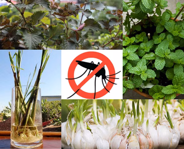 Những loại cây và hoa như sả, bạc hà, oải hương, vạn thọ, phong lữ, hương thảo… có mùi, tinh dầu và các hoạt chất xua đuổi được muỗi.