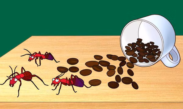 Đổ bột cà phê vào tờ giấy bạc hoặc lon nước rỗng rồi đốt, đặt tại các góc nhà, gầm giường... Nếu diện tích nhà rộng bạn có thể dùng 3-4 chén bột cà phê để đốt. Khi đốt cần mở cửa để nhà luôn thông thoáng. Cũng có thể để chén bã cà phê ngoài vườn để đốt.