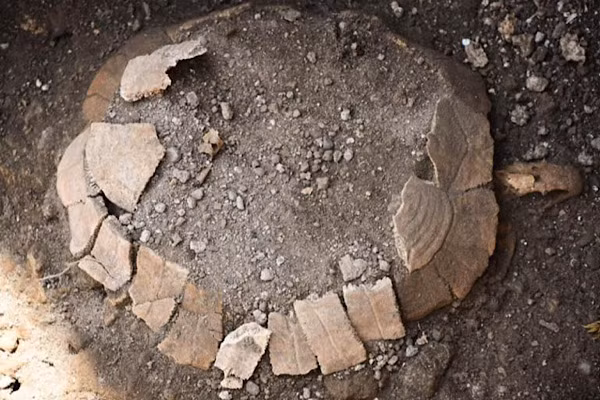 Hoá thạch con rùa khiến các nhà khoa học vô cùng bất ngờ. Nó có chiều dài mai khoảng 14 cm. Khi nhấc lớp vỏ lên, bên dưới còn nguyên bộ xương và một quả trứng có vỏ màu nâu nhạt.
