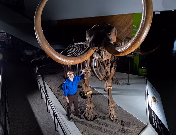 Con mastodon này còn có biệt danh là voi răng mấu Buesching, được phát hiện lần đầu tiên ở một trang trại vào năm 1998 bởi Kent và Janne Buesching trong lúc đào than bùn tại nhà.