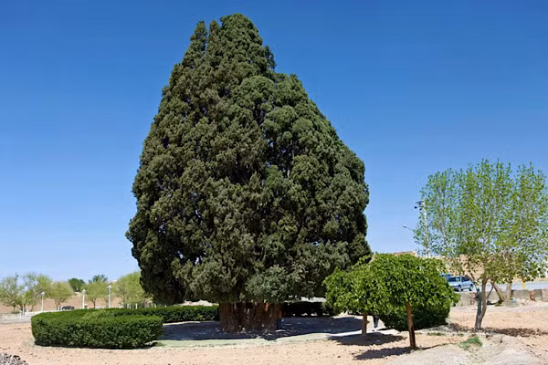 Cây Sarv-e Abarqu, hay Zoroastrian Sarv, là một cây bách ở tỉnh Yazd, Iran. Cây có độ tuổi ít nhất là 4.000 năm tuổi.