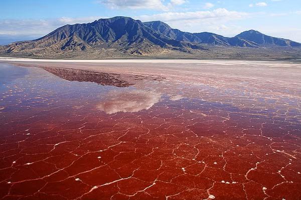 Tanzania nổi tiếng với chiếc hồ tử thần Natron khiến mọi loài động vật khiếp sợ. Natron không khác gì một chiếc hồ tử thần trên trái đất khi các sinh vật đặt chân đến đây đều bị hóa đá một cách vô cùng bí ẩn.