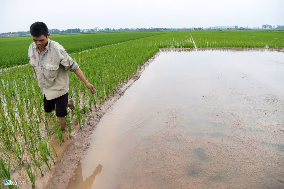 Xác định mất hơn một mẫu trên tổng số hai mẫu vụ mùa năm nay, ông Tạ Văn Ngọc quyết định gieo mạ mới với hi vọng khoảng nửa tháng nữa nước rút sẽ lập tức cấy lúa lại, vớt vát cho mùa vụ. “Nhà ít thì hai ba sào, nhà nhiều thì mất hơn cả mẫu ruộng, năm nay mất trắng rồi”, bà Bùi Thị Lập (Tam Đồng) xót xa.