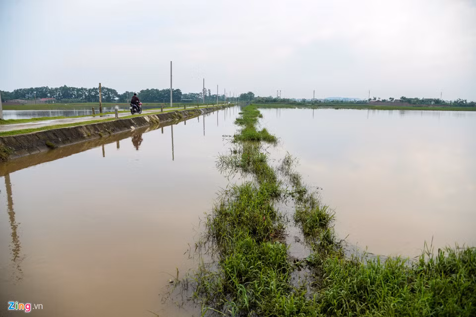 Nước dâng cao khó phân biệt đâu là ruộng lúa đâu là mương dẫn nước.