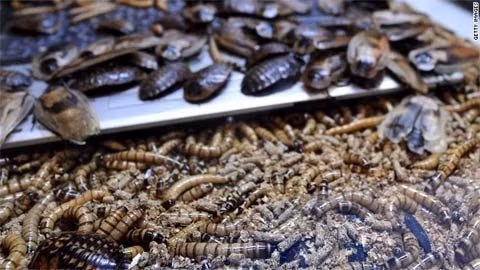 Năm 2012, Edward Archbold, 32 tuổi, đã mất mạng sau khi nôn mửa và ngã quỵ tại một cửa hàng Ben Siegel Reptile ngày 5/10/2012. Cửa hàng bán vật nuôi này là nơi diễn ra cuộc thi ăn gián và sâu ở thành phố Deerfield Beach.