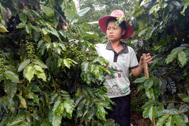 Nong san sach “nuc tieng” giup nha nong Son La song khoe-Hinh-3