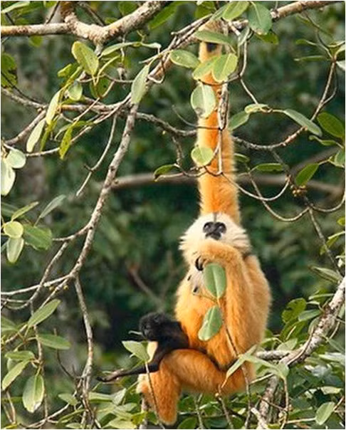 Khu bảo tồn loài sinh cảnh vượn Cao Vít, Trùng Khánh được Tổ chức FFI (Fauna and Flora International) hỗ trợ thành lập năm 2007 trên cơ sở phát hiện đàn vượn Cao Vít – vốn đã bị coi là tuyệt chủng – ở đây năm 2004.