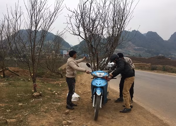 Trong thời tiết buốt giá như hiện nay, nhiều người dân TP. Sơn La vẫn ra đường chọn những cành đào rừng đẹp nhất để đón giao thừa Trong thời tiết buốt giá như hiện nay, nhiều người dân TP. Sơn La vẫn ra đường chọn những cành đào rừng đẹp nhất để đón giao thừa