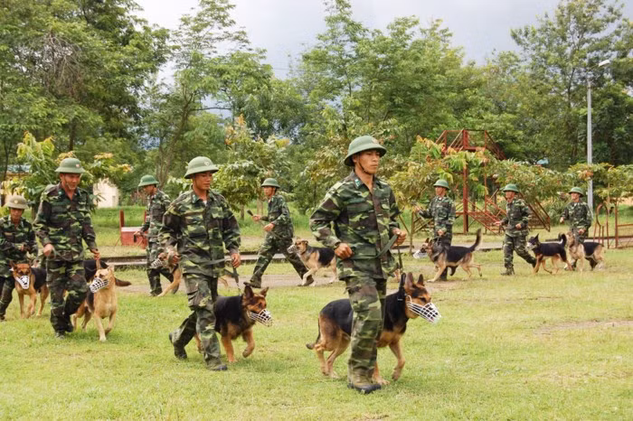Đến Trường Trung cấp 24 Biên phòng trong ngày lạnh giá, chúng tôi được thực tế quan sát, tìm hiểu công tác đào tạo các huấn luyện viên sử dụng chó nghiệp vụ để thực hiện nhiệm vụ tuần tra biên giới; phát hiện, tấn công địch và các loại tội phạm; tìm kiếm, cứu nạn; bảo vệ các mục tiêu trọng yếu. Ảnh: Huấn luyện viên dắt chó nghiệp vụ ra thao trường huấn luyện. Ảnh: Phan Anh.