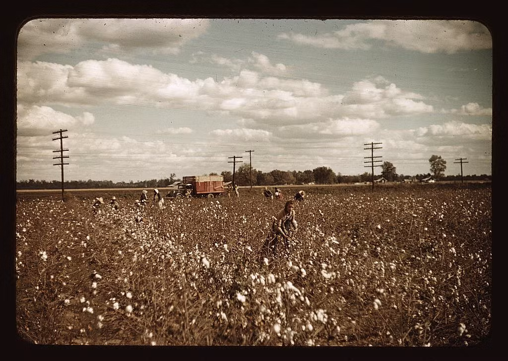 Các công nhân cần mẫn thu hoạch bông trên cánh đồng ở Clarksdale, Mississippi cuối năm 1939.