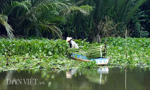 "Nuoi” luc binh, chuyen la doi nhung khong moi o mien Tay