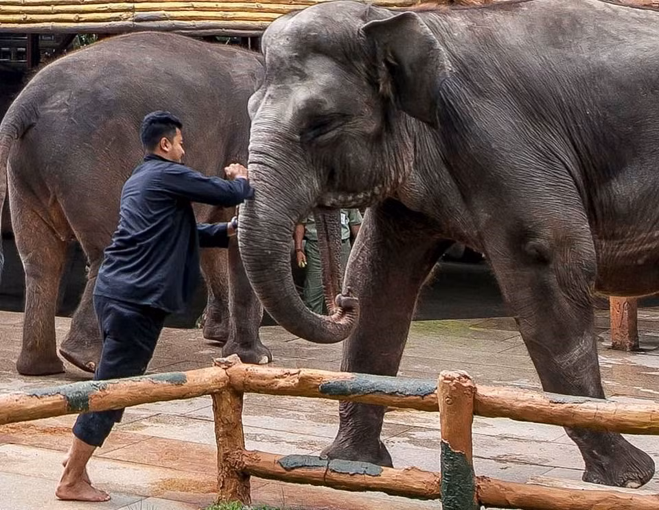 Theo ghi nhận của nhiếp ảnh gia Aaron Gekoski, thành viên tổ chức Born Free, người huấn luyện thú đã bạo hành voi bằng cách sử dụng vũ lực khi chúng không nghe lời, thậm chí đâm mạnh vào vòi voi với vật sắc nhọn cầm trên tay.