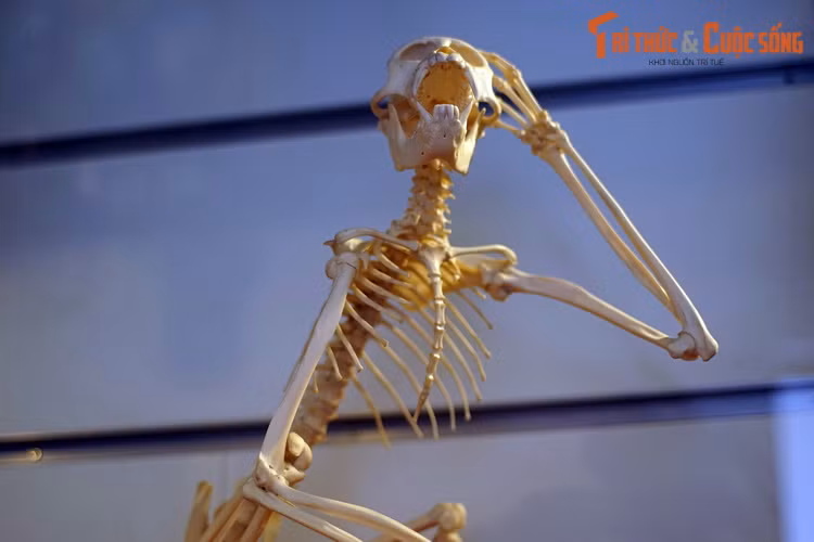 Dưới dạng một bộ xương trắng hếu, khỉ đuôi lợn cho thấy chúng thật sự có nhiều sự tương đồng với họ hàng tiến hóa cao hơn là con người.