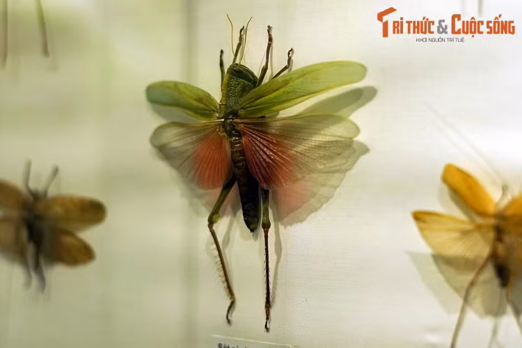 Bộ Cánh thẳng (Orthoptera) gồm các loài châu chấu, cào cào, dế, muỗm... Nhiều loài trong số chúng phát ra tiếng kêu rền rĩ bằng cách cọ xát cánh vào nhau hay vào chân.