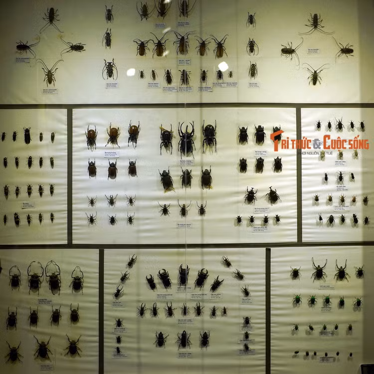 Điểm nhấn của bộ sưu tập này là các loài côn trùng cánh cứng. Bộ Cánh cứng (Coleoptera) sở hữu số loài nhiều nhất trong lớp Côn trùng. Chúng cực kỳ đa dạng về hình thái, màu sắc, kích thước và nơi sống, với 350.000 loài trên thế giới.