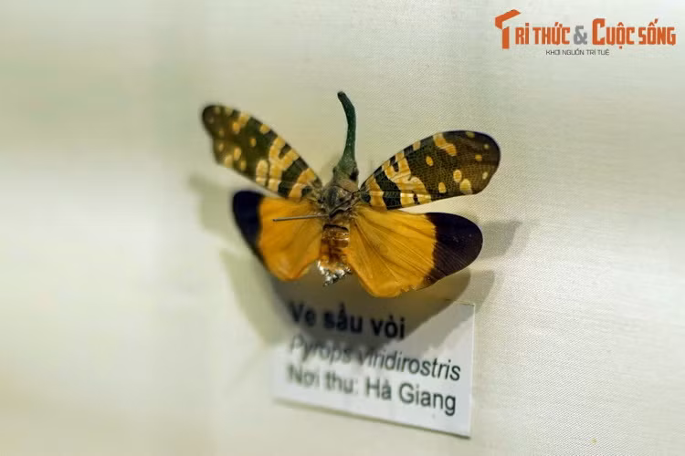 Loài ve sầu vòi (Pyrops viridirostris) thuộc một chi ve sầu có phần vòi hút nhựa cây rất to và dài, khiến chúng giống như một con voi tí hon biết bay. Hiện vật thu ở Hà Giang.
