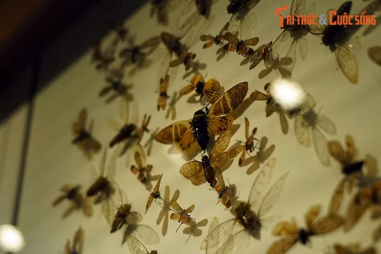 Thuộc bộ Cánh nửa (Hemiptera), thế giới của các loài ve sầu (họ Cicadidae) khiến nhiều người ngạc nhiên về sự phong phú. Theo ước tính, có khoảng 2.500 loài ve sầu trên thế giới, trong vùng ôn đới lẫn nhiệt đới.