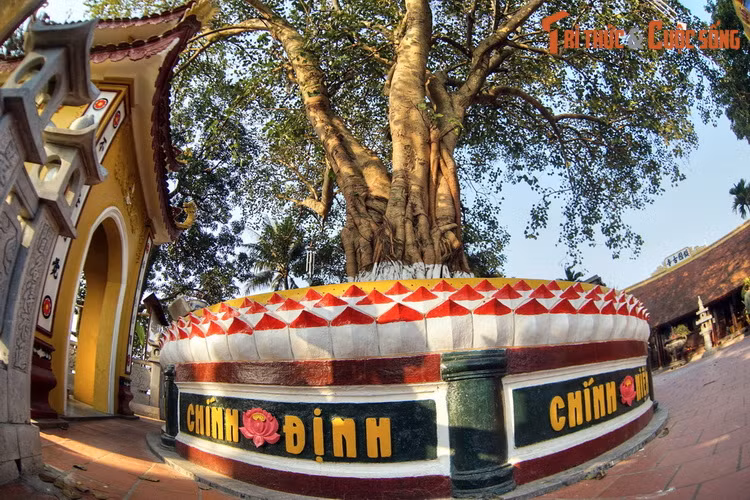 Ngày nay, cây bồ đề do Tổng thống Ấn Độ Rajendra Prasad tặng khi đến thăm chùa năm 1959 vẫn vươn lên xanh tốt như một biểu tượng về tình hữu nghị giữa Việt Nam và Ấn Độ – đất nước cội nguồn của Phật giáo.