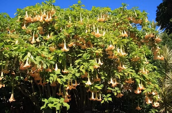 Cây Datura (Cà độc dược) được biết đến là một trong những loại cây nguy hiểm nhất thế giới. Những bông hoa đẹp và dược tính độc đáo của nó đã thu hút sự chú ý rộng rãi trên toàn thế giới, được xếp nhóm độc bảng A.
