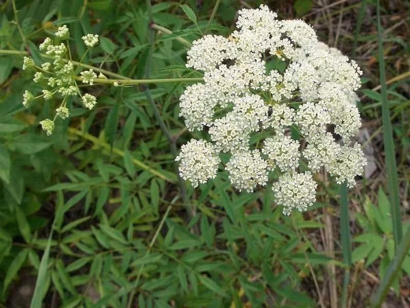 Hoa Cần nước (Conium maculatum) còn gọi nó là hoa độc cần, cây râu quỷ, cây hải ly độc, có khả năng gây chết người trong gang tấc.