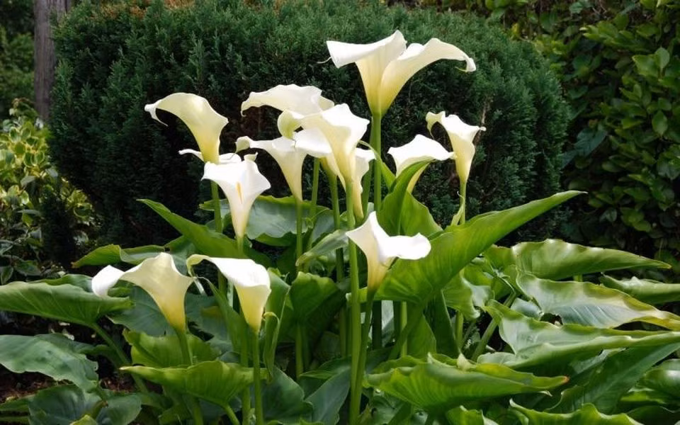 Hoa Rum (Arum) đẹp và ưa nhìn nên được nhiều người trồng làm cảnh hoặc cắm lọ trưng bày.