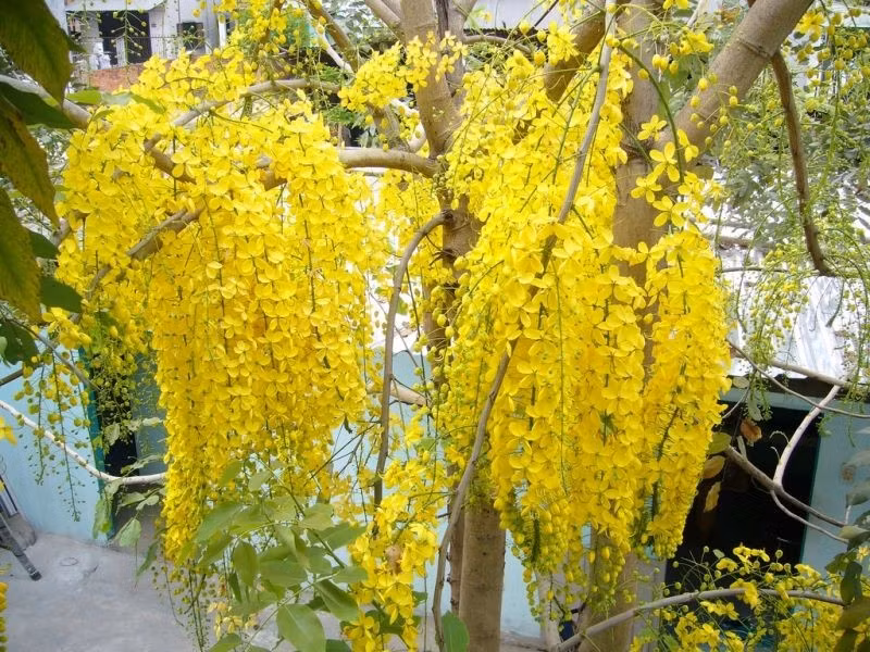 Muồng hoàng yến (hoa Bò cạp vàng, hoa Osaka) là cây thân gỗ, tán tròn. Hoa có màu vàng nở thành từng chùm rực rỡ rất bắt mắt.