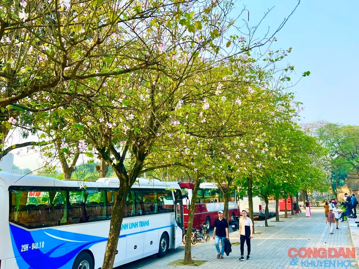 Một trong những điểm ngắm hoa ban đẹp nhất Hà Nội là trên đường Hoàng Diệu, đối diện khu vực Đài tưởng niệm Bắc Sơn. Ảnh: Đắc Quang