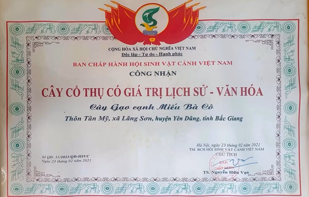 Năm 2021, cây gạo này đã được Hội Sinh vật cảnh Việt Nam có quyết định công nhận là “Cây cổ thụ có giá trị lịch sử-văn hóa”. Cây gạo Miếu Bà Cô còn được gọi là cây gạo Lãng Sơn, đã tồn tại hơn 100 năm, mọc ở ven đê bối, bên bờ sông Thương, thuộc địa phận thôn Tân Mỹ, xã Lãng Sơn (huyện Yên Dũng).