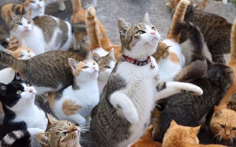 Đảo mèo đang dần "biến mất", mèo chết la liệt do... nhiễm độc? Dao meo dang dan