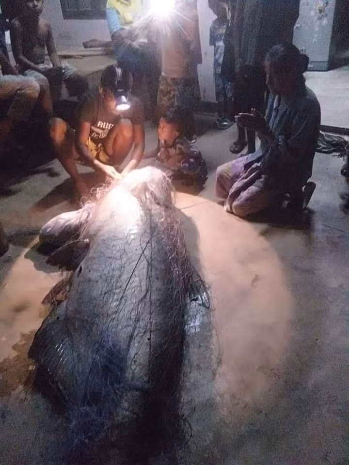 Nhiều người đứng tuổi trong làng cho rằng con cá này đã thành tinh, phải có tuổi đời ít nhất hơn 100 tuổi. Họ cũng cho rằng con cá nheo khổng lồ này là hóa thân của vị thần sông quyền năng, vì vậy tại chỗ, họ đã quỳ xuống, dập dầu bái lạy.