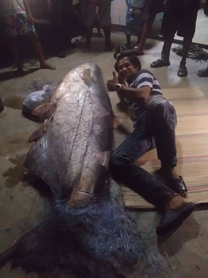 Vạn vật đều có linh tính, một số sinh vật có hình dạng đặc biệt, màu sắc nổi bật hay kích thước khổng lồ, hơn hẳn các đồng loại khác thường được người xưa cho rằng đó là hóa thân của các vị thần. Mới đây, các ngư dân ở tỉnh Sisaket, Thái Lan bắt được một con cá "thành tinh", là cá nheo khổng lồ nặng tới 120kg, mệnh danh là thần sông. Tuy nhiên sau khi bị bắt, con cá thần sông không được thả đi mà bị giết chết và xẻ thịt bán, gây xôn xao dư luận.
