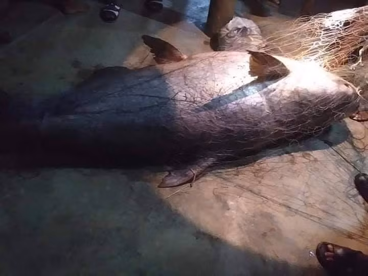 Đáng nói, sau khi nhận được những cái bái lạy đầy tôn kính của người dân, cuối cùng, con cá nheo khổng lồ mang danh thần sông vẫn bị giết chết và xẻ thịt đem bán. Giá bán của con cá thần sông này là 100 baht/kg (khoảng 70.000 đồng/kg), hoàn toàn không đắt đỏ. Tổng số tiền thu được là 12.000 baht (khoảng 8,4 triệu đồng).