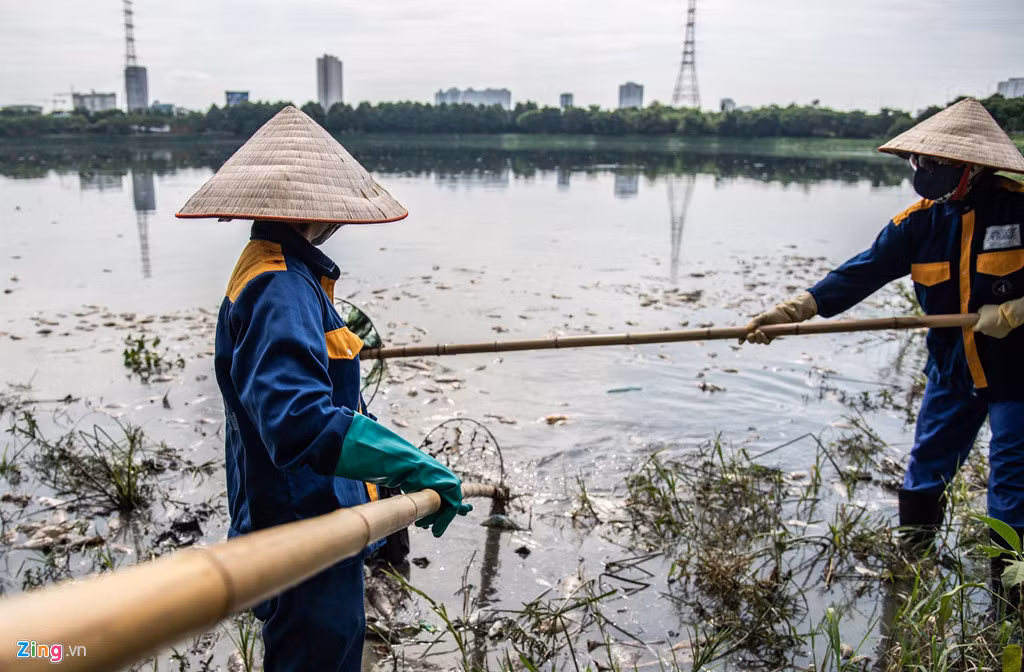 Những ngày gần đây, hồ điều hòa Công viên Yên Sở ở quận Hoàng Mai, Hà Nội xảy ra tình trạng cá chết hàng loạt. Gió đẩy xác cá cùng rác, bèo vào góc hồ sát cổng công viên.