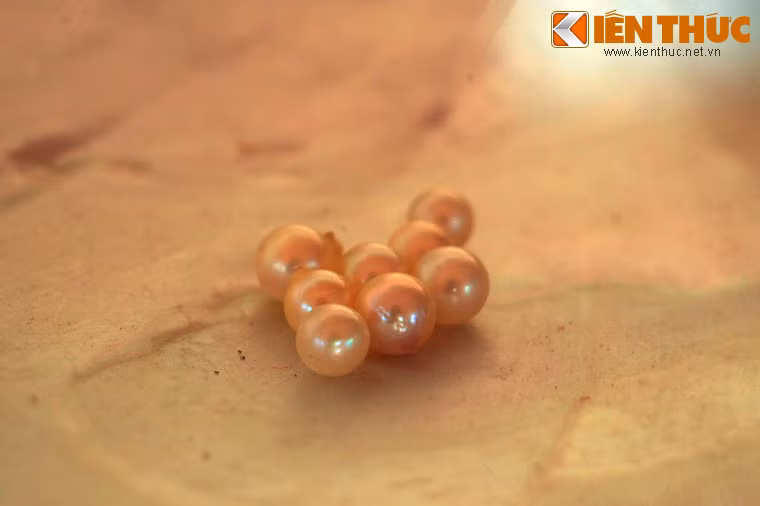 Vì vậy, ngọc trai Phú Quốc có giá khá cao, tùy theo chất lượng, màu sắc, hình dạng, giá từng viên có thể từ vài chục đến vài ngàn USD.