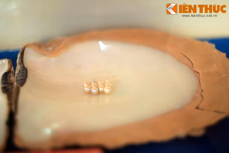 Ngọc trai được đánh giá qua 7 yếu tố để đạt được chất lượng đó là: kích thước, hình dáng, màu sắc, độ bóng, độ nhẵn của bề mặt, chất lượng xà cừ và sự tương thích của các hạt trai khi kết hợp với nhau.