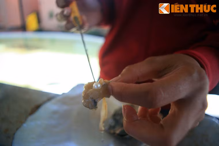 Việc cấy nhân vào trai sẽ được thực hiện khi trai đạt tiêu chuẩn về kích thước, thời gian và tình trạng của tuyến sinh dục. Sau khi cấy nhân, thời gian nuôi trai kéo dài từ 1-4 năm tùy theo yêu cần ngọc to hay nhỏ. Thời kỳ thu hoạch rộ thường vào tháng 8-10 hàng năm.
