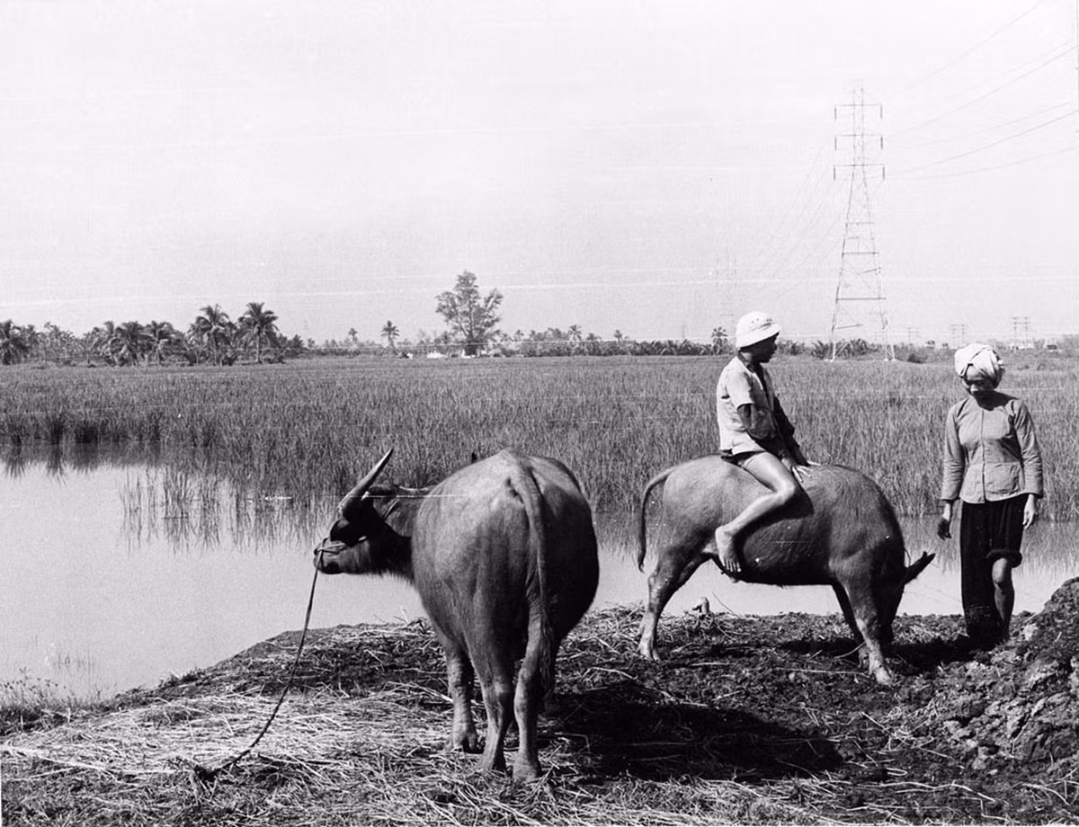 Khung cảnh vùng nông thôn ngoại ô Sài Gòn.