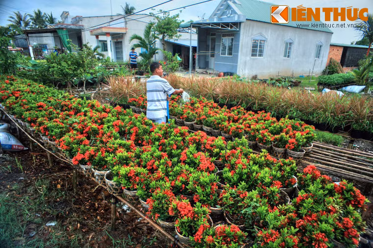 Là một làng nghề truyền thống cả trăm năm, từ những năm đầu thế kỷ 20, nơi đã có một số hộ trồng hoa chủ yếu để trang trí dịp tết. Thấy hoa hợp đất nở đẹp, dần dần số hộ trồng hoa đã tăng lên và mục đích kinh doanh cũng được xác định.