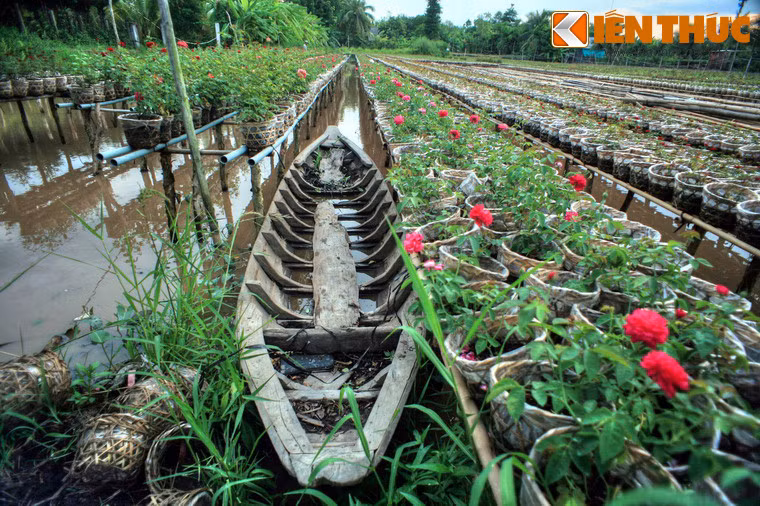 Nét độc đáo ở làng hoa Tân Quy Đồng là các luống hoa không nằm trên mặt đất mà được trồng trên các giàn cao, phía dưới là mặt nước xâm xấp được dẫn từ các con rạch gần đó chảy vào.